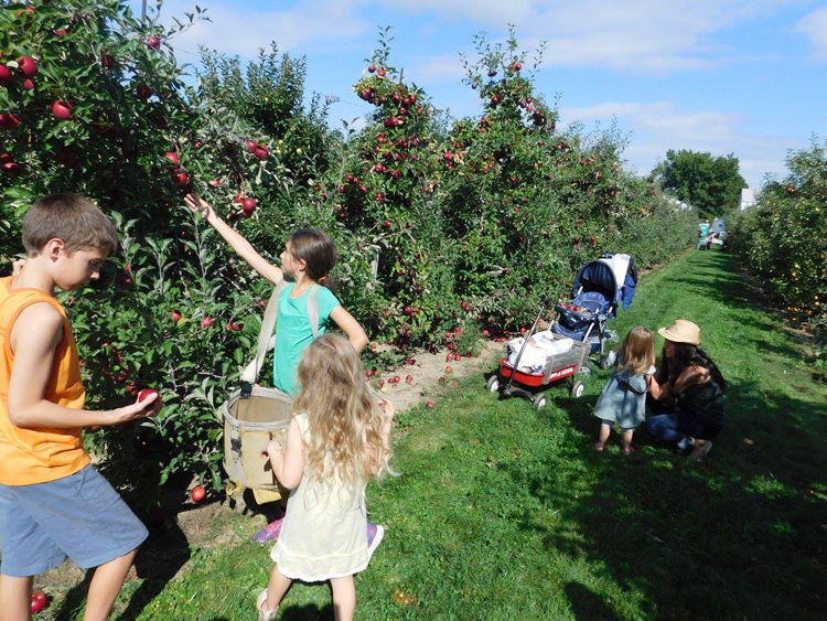 Bauman Orchards